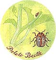The Dreaded Potato Beetle.